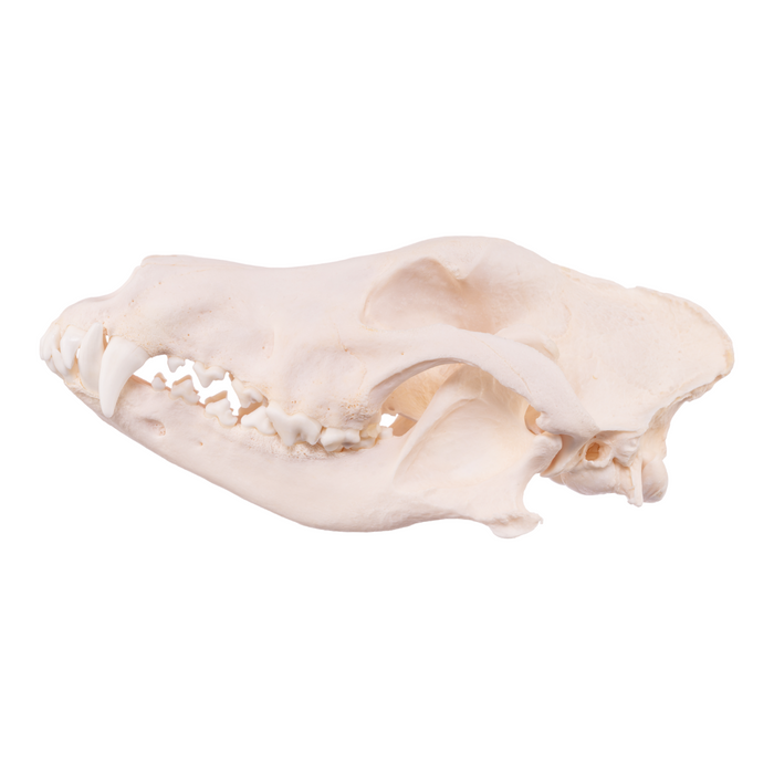 Real Domestic Dog Skull - German Shepherd