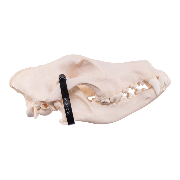 Real Domestic Dog Skull - German Shepherd