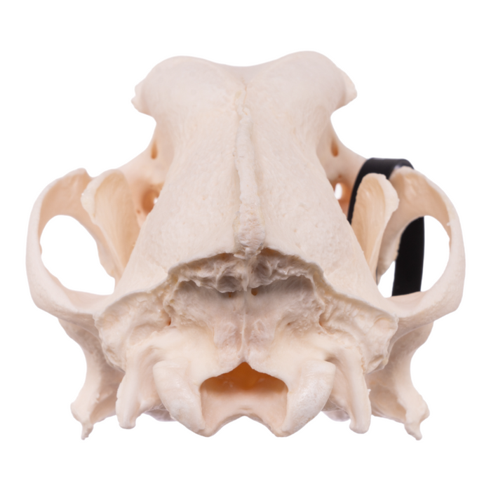 Real Domestic Dog Skull - German Shepherd