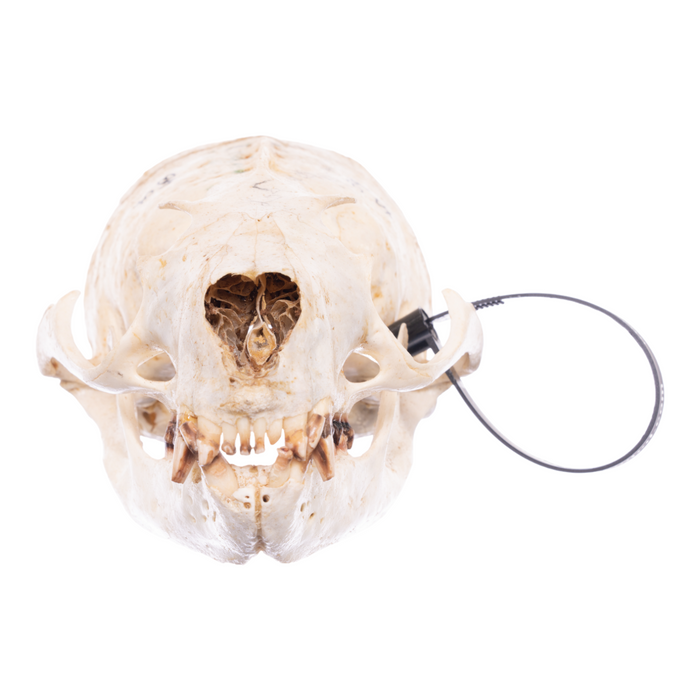 Real California Sea Lion Skull - Female