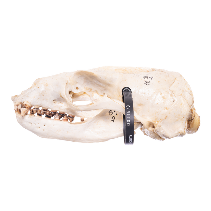 Real California Sea Lion Skull - Female