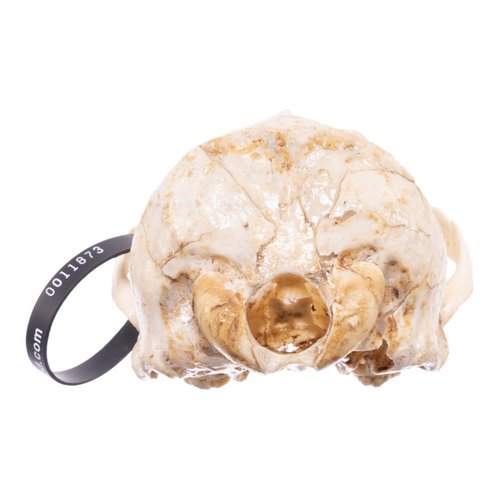 Real California Sea Lion Skull - Female