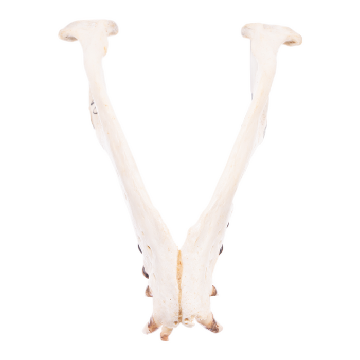 Real California Sea Lion Skull - Female