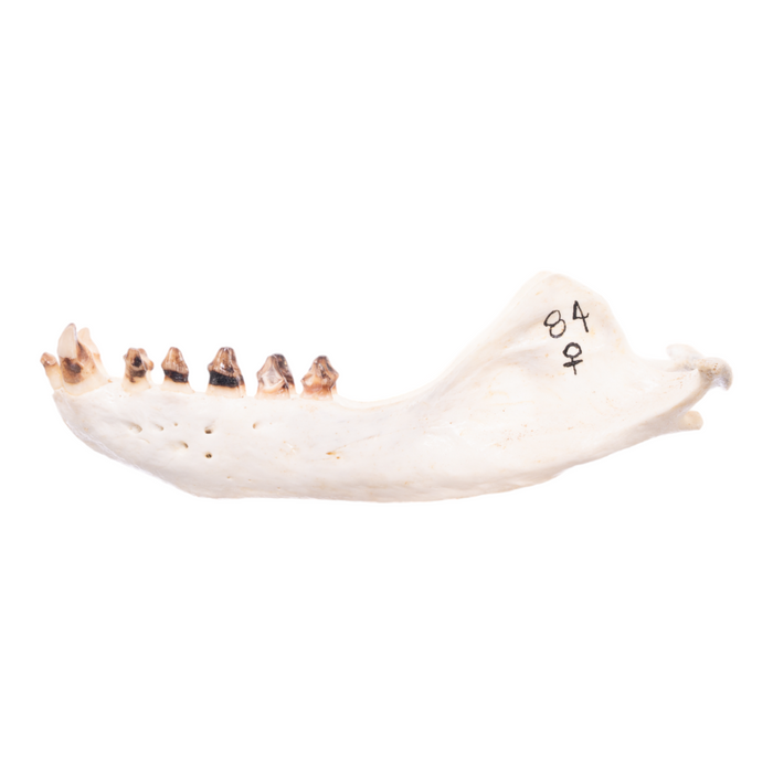 Real California Sea Lion Skull - Female