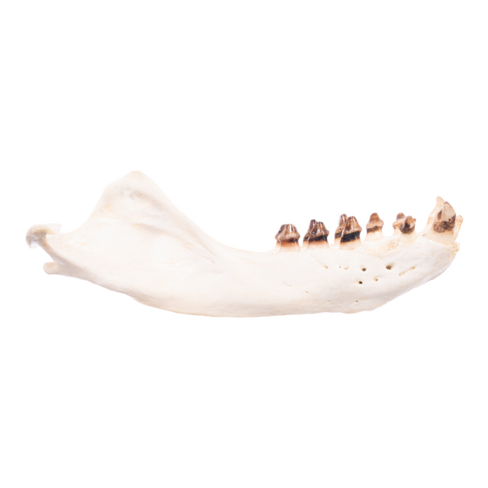 Real California Sea Lion Skull - Female