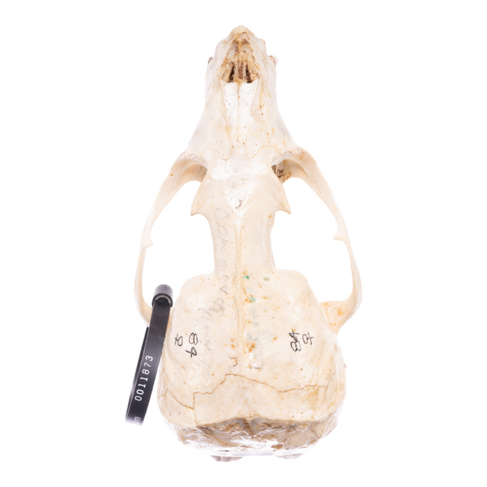 Real California Sea Lion Skull - Female