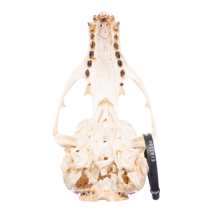 Real California Sea Lion Skull - Female