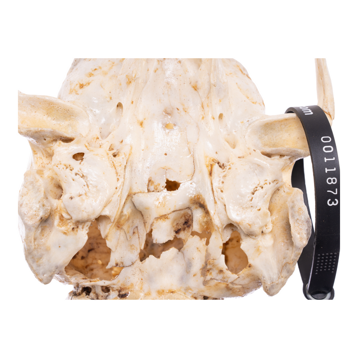 Real California Sea Lion Skull - Female