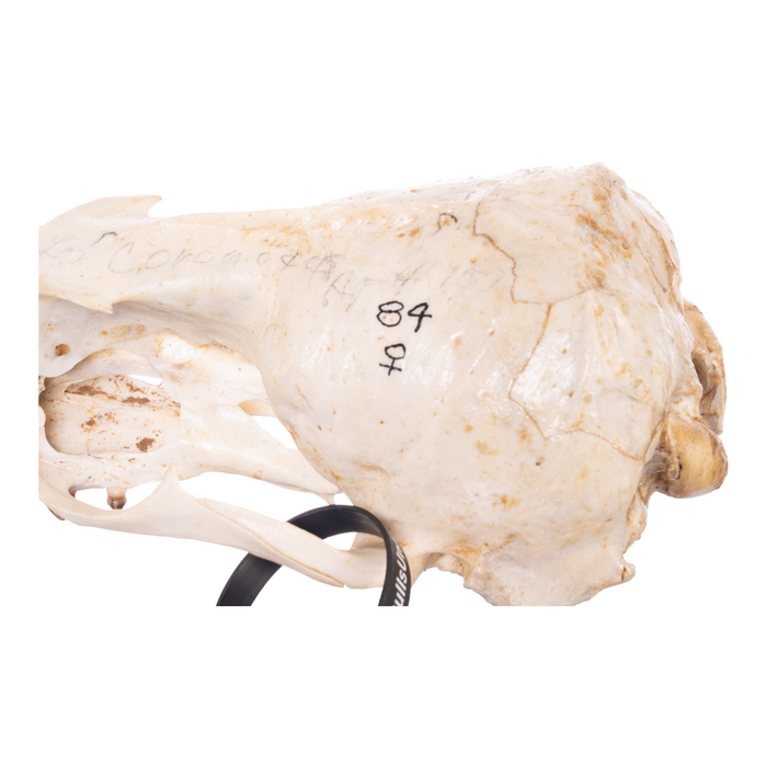 Real California Sea Lion Skull - Female