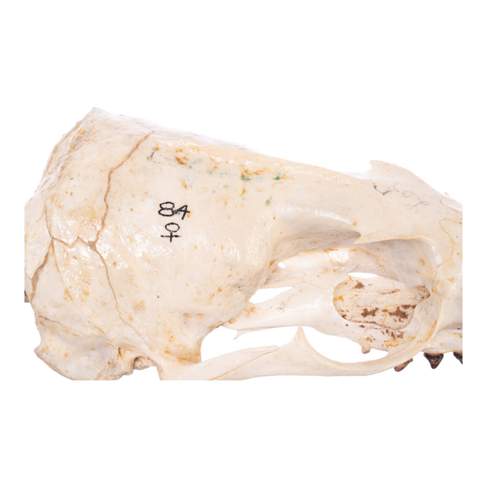 Real California Sea Lion Skull - Female
