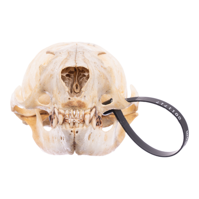 Real California Sea Lion Skull - Female