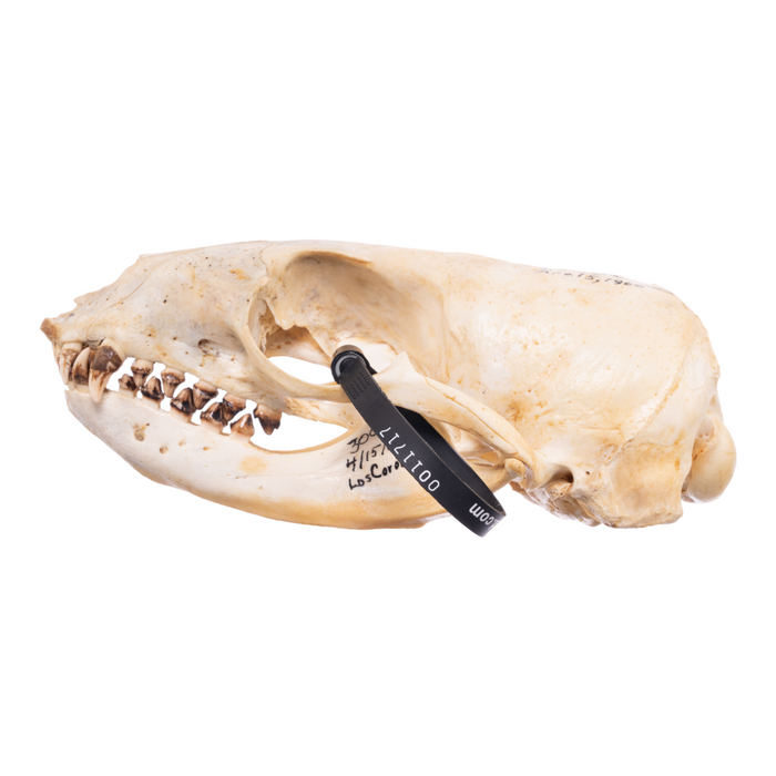 Real California Sea Lion Skull - Female