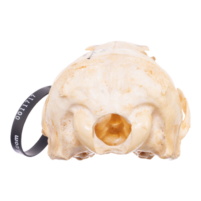 Real California Sea Lion Skull - Female