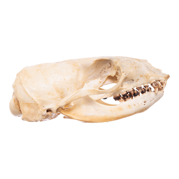 Real California Sea Lion Skull - Female