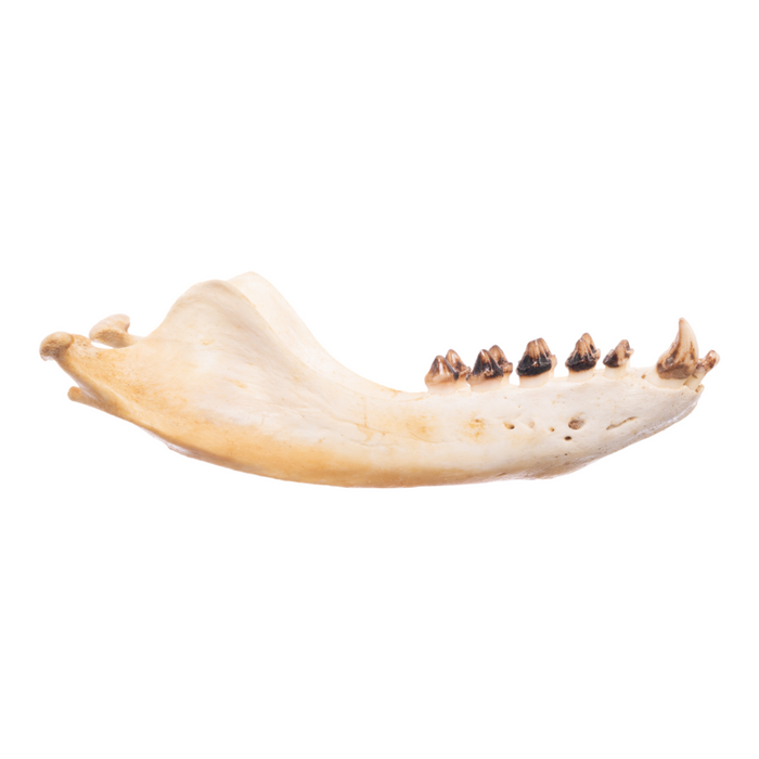 Real California Sea Lion Skull - Female