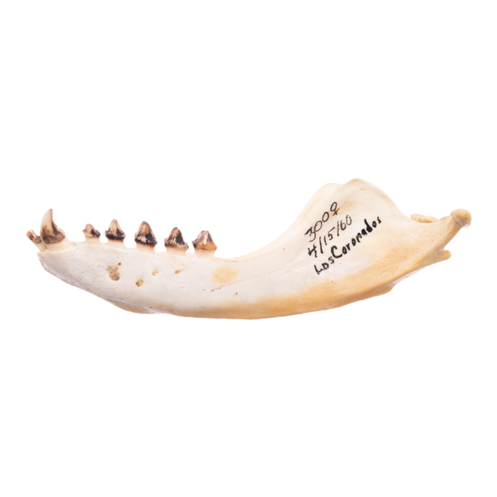 Real California Sea Lion Skull - Female