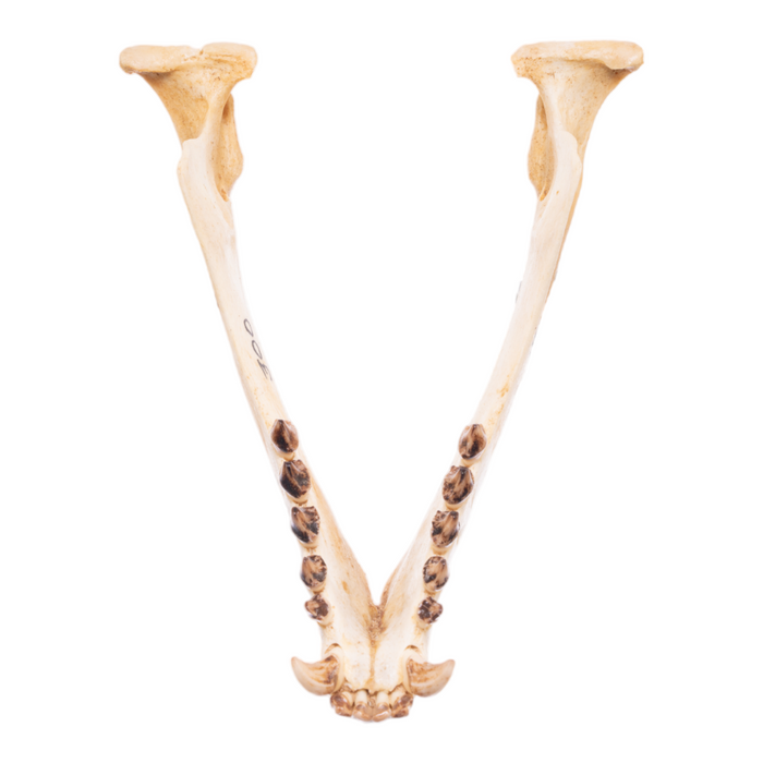 Real California Sea Lion Skull - Female