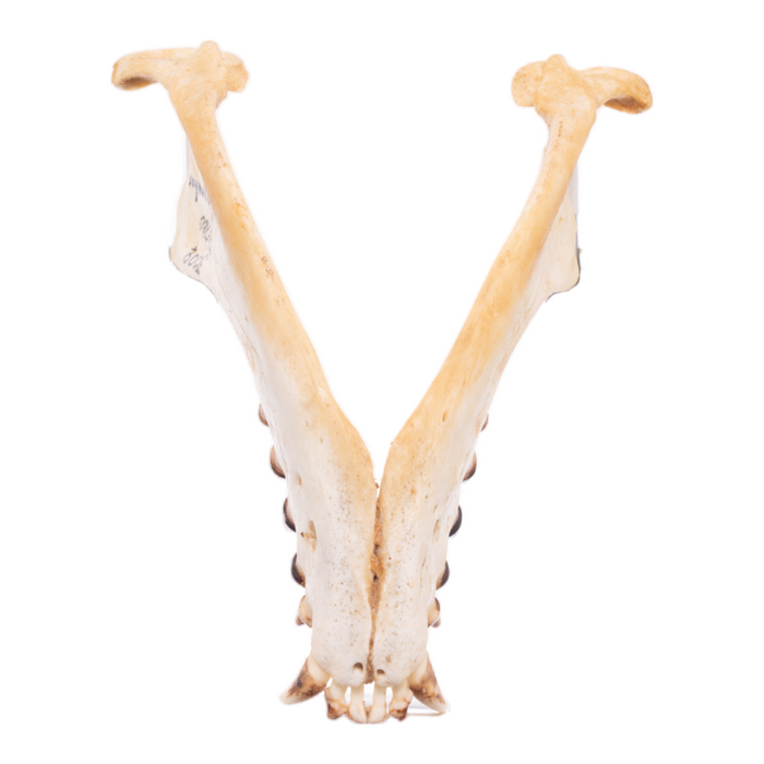 Real California Sea Lion Skull - Female