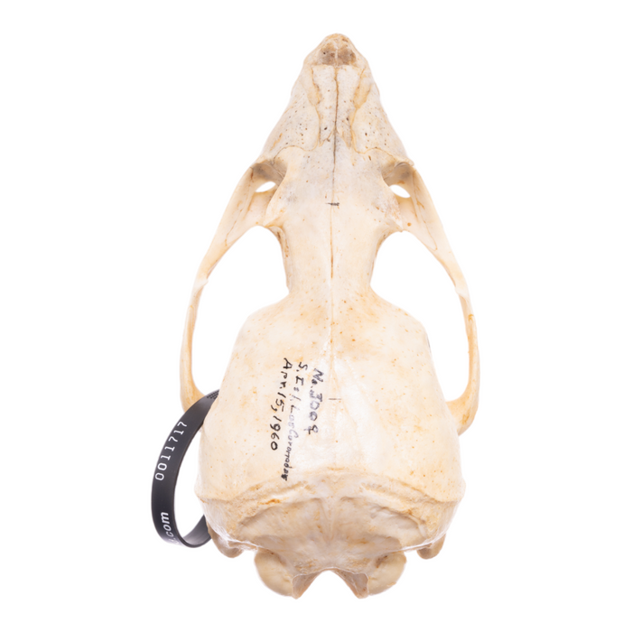 Real California Sea Lion Skull - Female