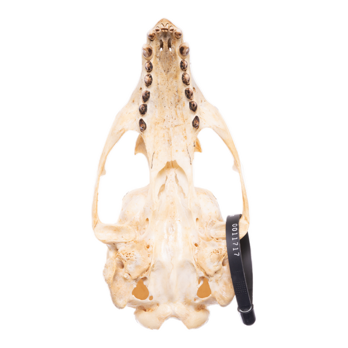 Real California Sea Lion Skull - Female