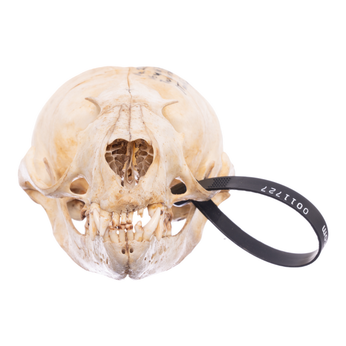 Real California Sea Lion Skull - Female