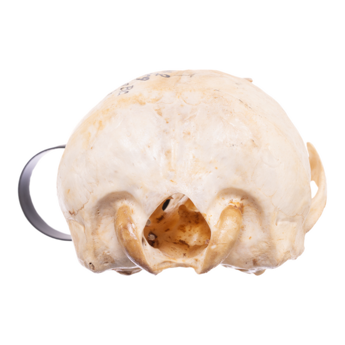 Real California Sea Lion Skull - Female