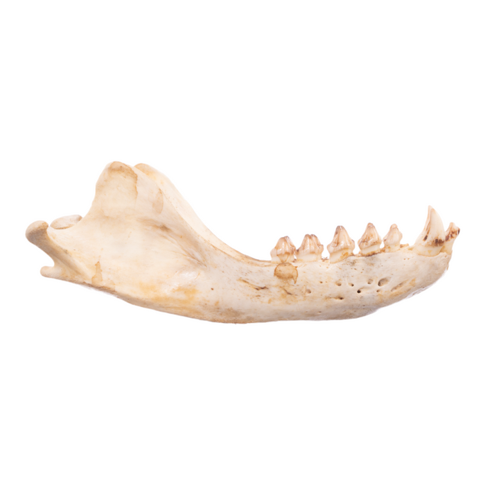 Real California Sea Lion Skull - Female