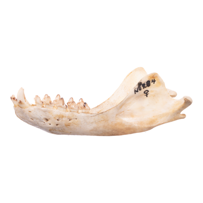 Real California Sea Lion Skull - Female