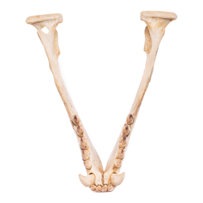 Real California Sea Lion Skull - Female