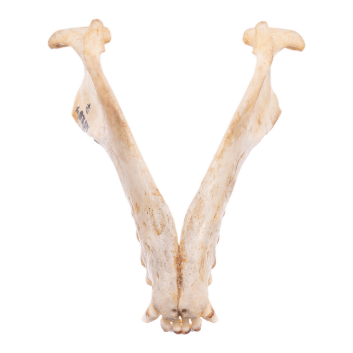 Real California Sea Lion Skull - Female