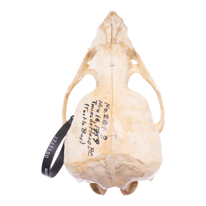 Real California Sea Lion Skull - Female
