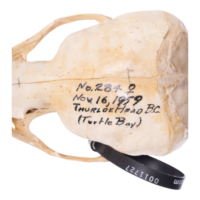 Real California Sea Lion Skull - Female