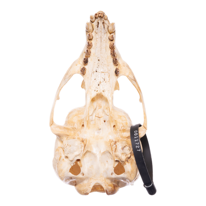 Real California Sea Lion Skull - Female