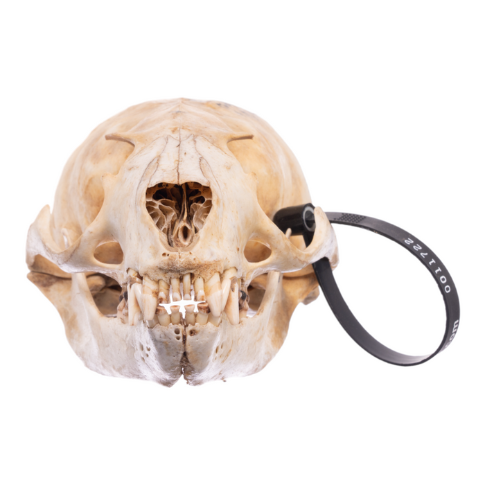 Real California Sea Lion Skull - Female