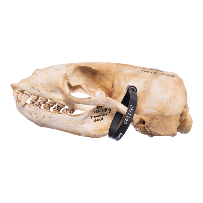 Real California Sea Lion Skull - Female