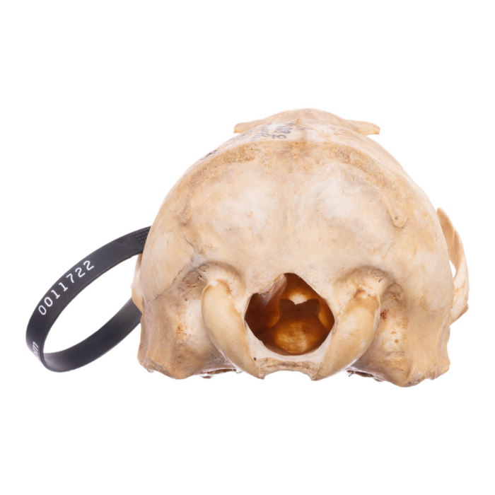 Real California Sea Lion Skull - Female