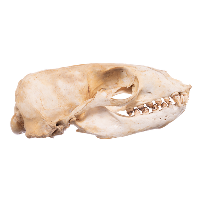Real California Sea Lion Skull - Female