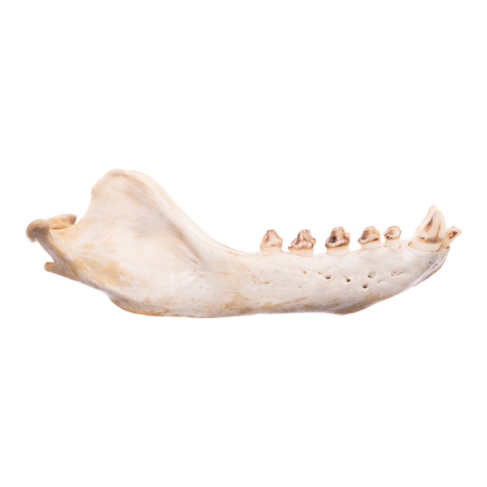 Real California Sea Lion Skull - Female