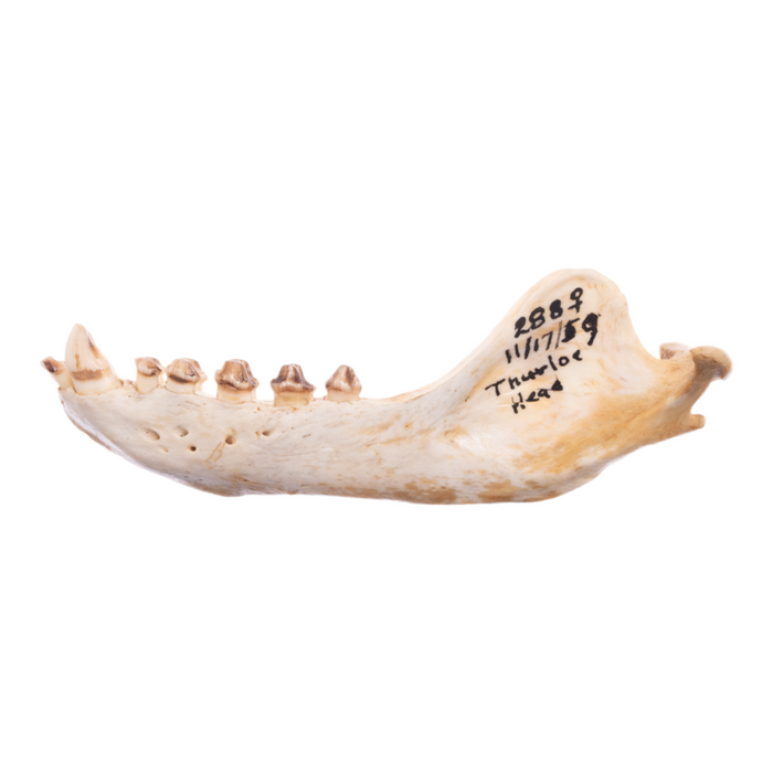 Real California Sea Lion Skull - Female