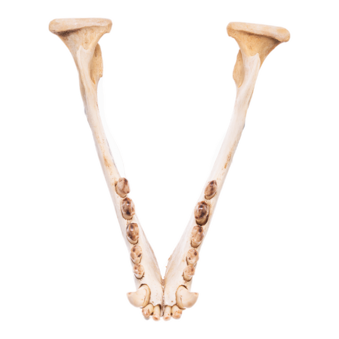 Real California Sea Lion Skull - Female