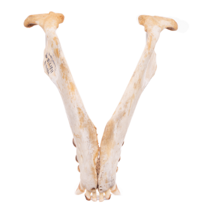 Real California Sea Lion Skull - Female