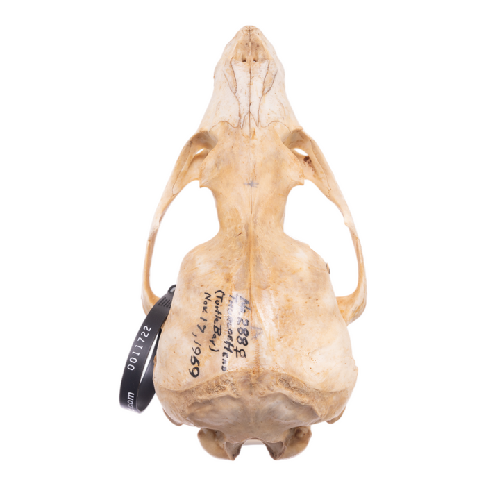 Real California Sea Lion Skull - Female