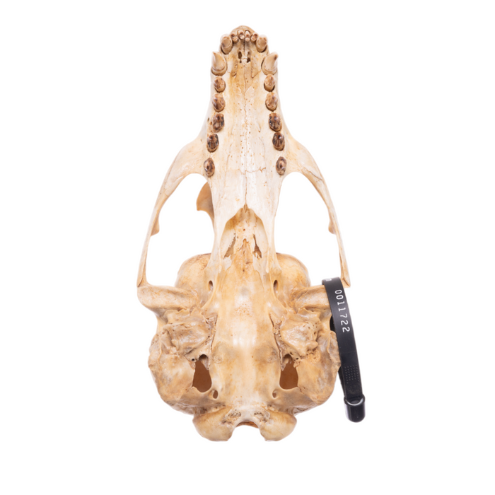 Real California Sea Lion Skull - Female