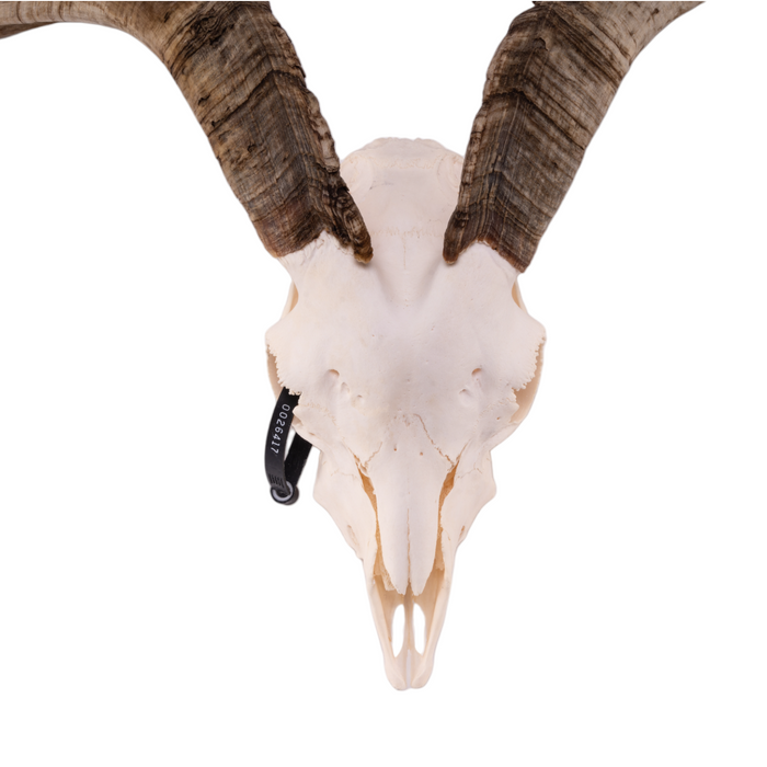 Real Domestic Goat Skull