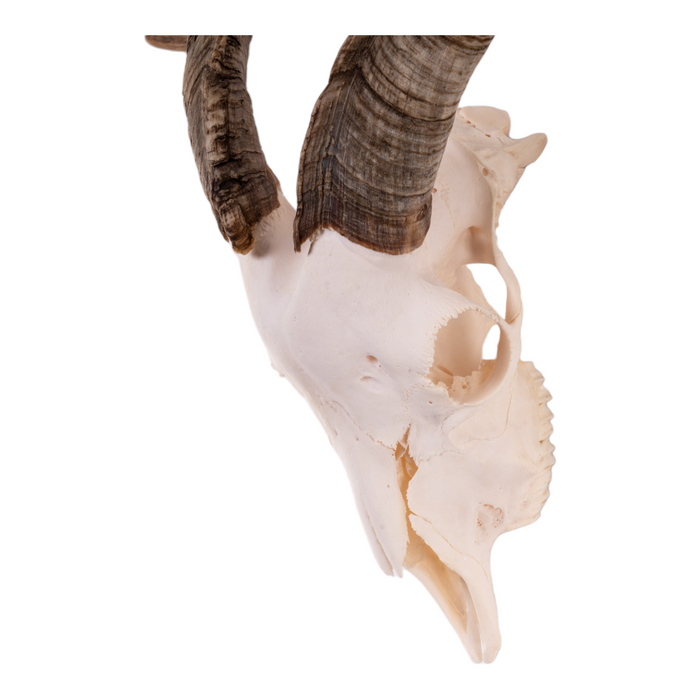 Real Domestic Goat Skull