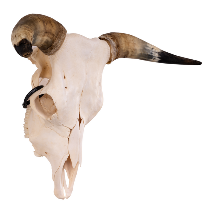 Real Longhorn Skull
