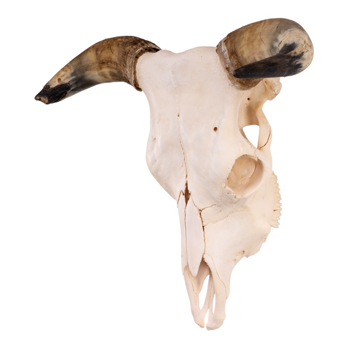 Real Longhorn Skull