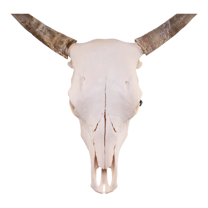 Real Longhorn Skull