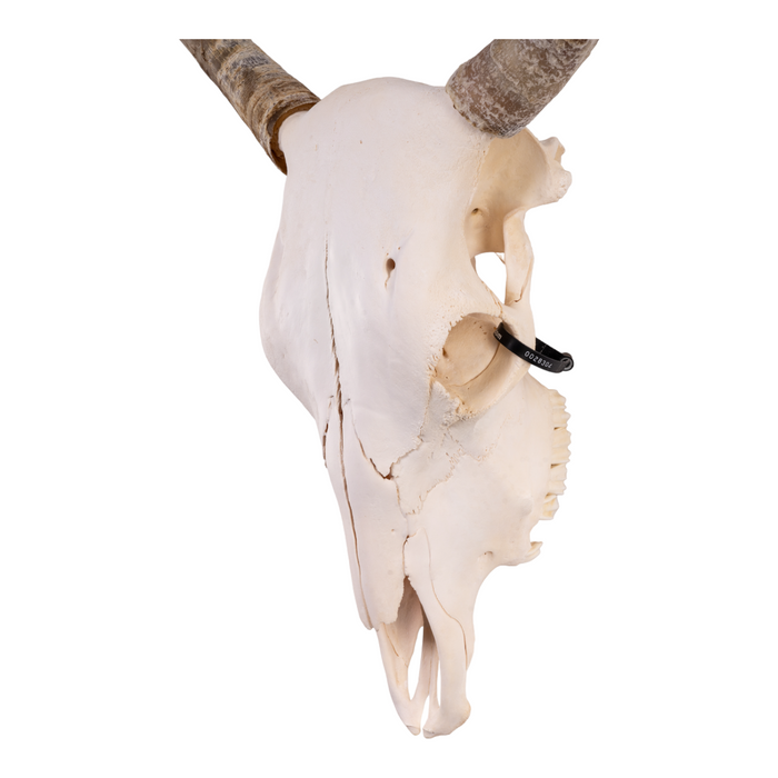 Real Longhorn Skull