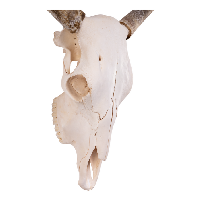Real Longhorn Skull